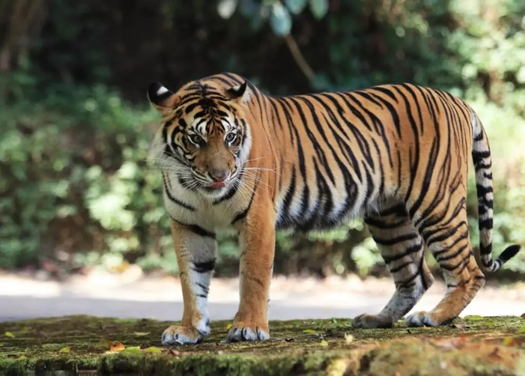 harimau-sumatra-1024x734-1 5 Arti Mimpi Tentang Harimau dan Angka Erek-Erek 2D 3D 4D