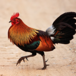 5 Arti Mimpi Tentang Ayam Menurut Primbon Jawa dan Tafsir Mimpi Modern