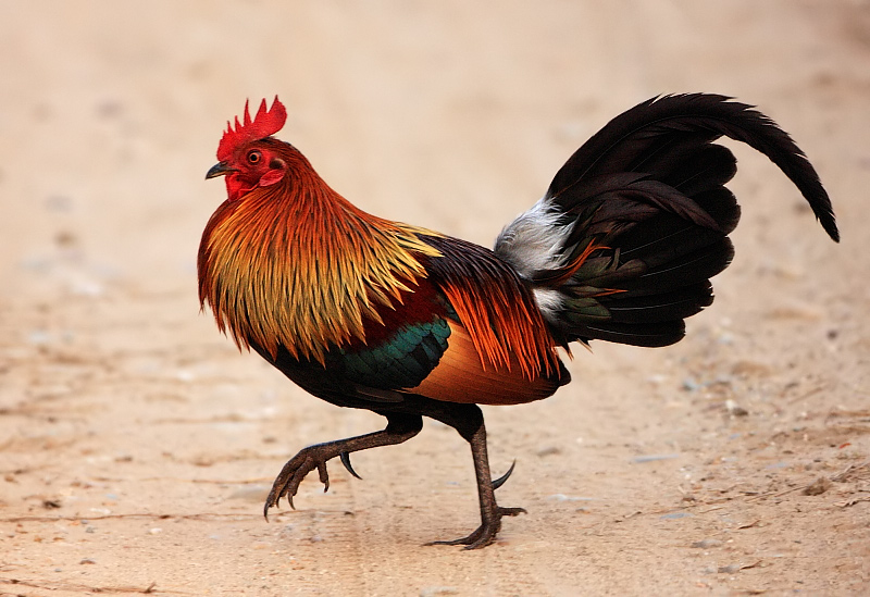 5 Arti Mimpi Tentang Ayam Menurut Primbon Jawa dan Tafsir Mimpi Modern