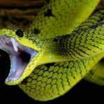 5 Arti Mimpi Tentang Ular Menurut Primbon dan Tafsir Mimpi