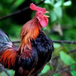 Arti Mimpi Ayam Berkokok: Pertanda Baik atau Buruk?