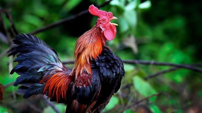 Arti Mimpi Ayam Berkokok: Pertanda Baik atau Buruk?