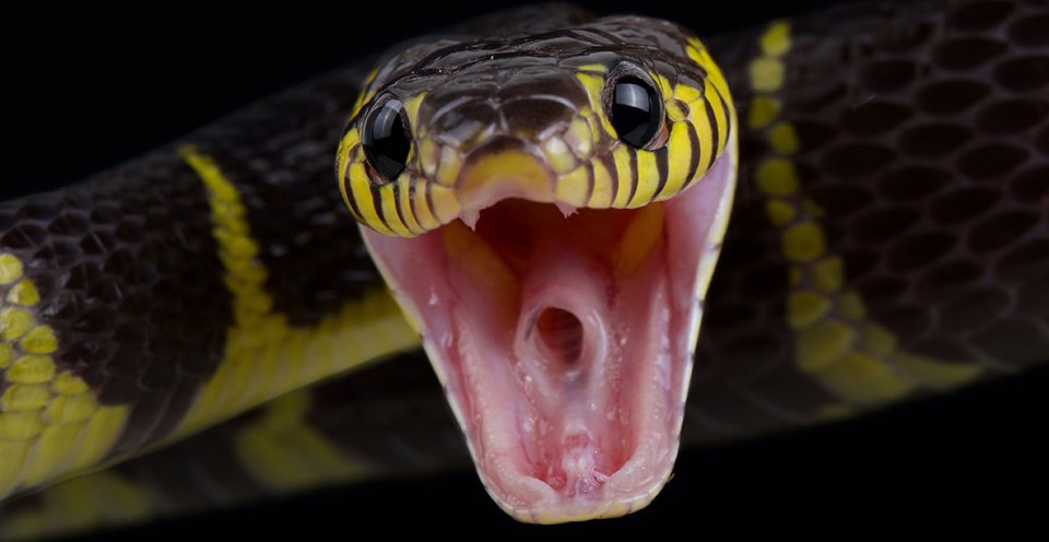 mangrove-snake-full-width.jpg.thumb_.960.960 5 Arti Mimpi Tentang Ular Menurut Primbon dan Tafsir Mimpi
